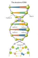 DNA.jpg