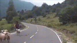 IMG_1640.gif
