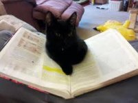 Studying with my cat.jpg