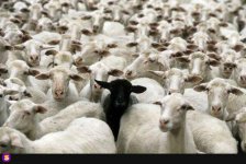 black sheep.jpg