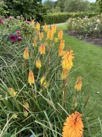 IMG_1249.jpeg
