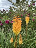 IMG_1245.jpeg
