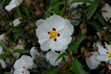 DSCF4032.JPG