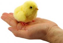 Baby chicken.jpg