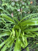 IMG_1421.jpeg