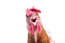chicken head.jpg