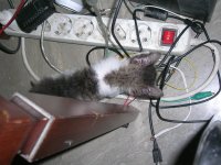 DSCN7125.JPG