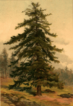 larch1.gif