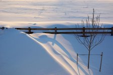 Snow_Tree_at_Sunset.jpg