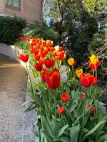 IMG_4133.jpeg