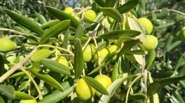olives.jpg