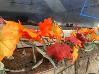 IMG_6699.jpeg