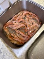 IMG_0995.jpeg