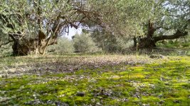 olive trees.jpg