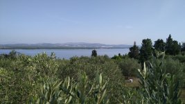 olive trees..jpg