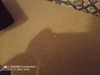 IMG_20241121_180204_278.jpg