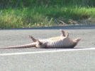 dead dillo.jpg