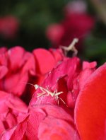 two praying mantis on a rose.jpg
