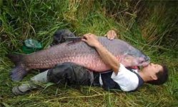carp-love.jpg