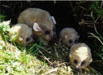 Wild Hagg with Hagglets.jpg