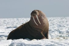 walrus.jpg