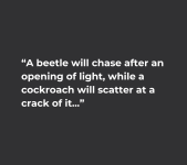 Beetle & Cockroach.png