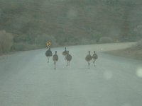 emu.jpg