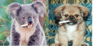 koala_-_smile (small).jpg