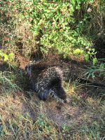 IMG_0453.jpeg