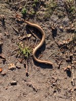 IMG_0953.jpeg