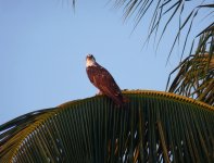 HungryBird.jpg