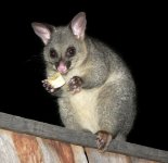 1brushtail.jpg