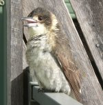 1butcherbird.jpg