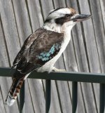 1kooka.jpg
