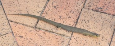1lizard.jpg