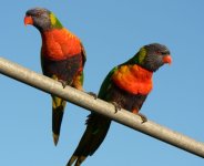 1lorikeet.jpg