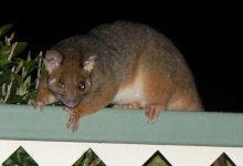 1riingtail.jpg