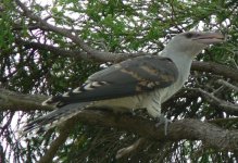 1cuckoo.jpg