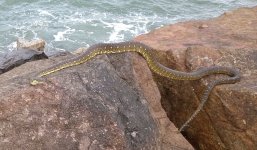 1dpython.jpg