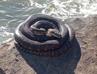 1dpython1.jpg