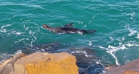 1seal.jpg