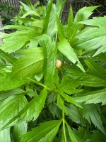 IMG_2123.JPEG