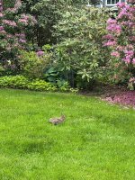 IMG_2121.JPEG