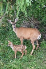 DoeAndFawn.JPG