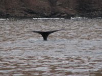 IMG_4037.jpeg