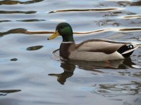 IMG_0410.jpg