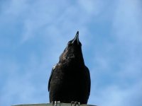 IMG_4447.jpg