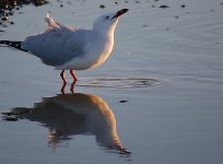 water-reflections.jpg