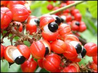 guarana1.jpg