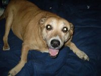 infamous - were's the rain dog-.jpg